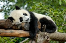 sleeping panda Meme Template