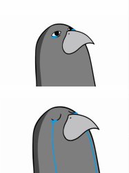 crying pigeon head Meme Template