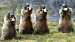 Marmot party Meme Template