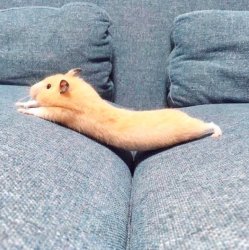 Stretching Hamster Meme Template