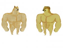 Buff doge vs buff cheems Meme Template