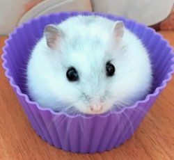 hamster cupcake Meme Template