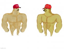 MAGA buff doge vs MAGA buff cheems Meme Template