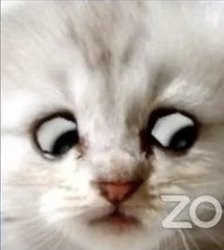 Zoom Cat Meme Template