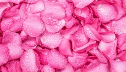Pink rose pedals background Meme Template