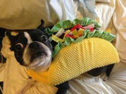 Taco dog Meme Template