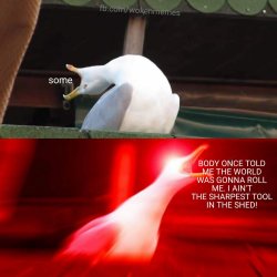 random seagull Meme Template