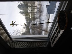 Avocado plant in snowy scene window Meme Template