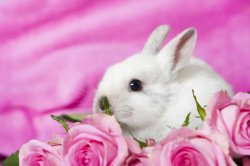 Valentine bunny Meme Template