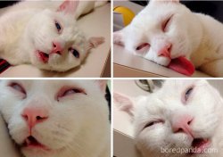 Sleeping Cat Meme Template