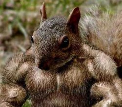 Muscle squirrel Meme Template