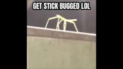 get stick bugged Meme Template