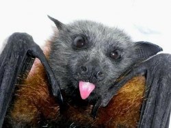 Bat Cute Meme Template