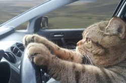 Cat driving car Meme Template