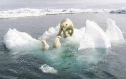 polar bears on melting ice Meme Template