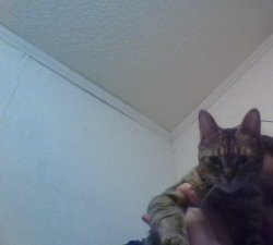 surpsised cat Meme Template