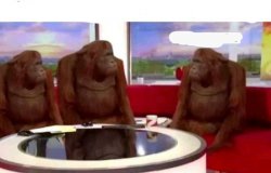 Orangutangs Meme Template