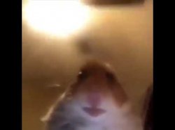Hamster Meme Template