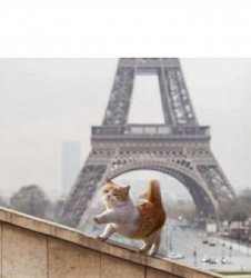 France cat Meme Template