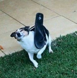 Flipflop hitting dog Meme Template