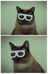 Shocked Cat in glasses Meme Template