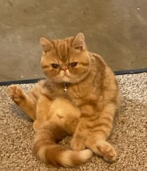 Vivi needs pettin Meme Template
