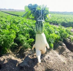 Leggy radish Meme Template