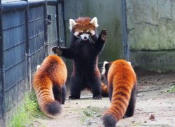 Red Panda Instruction Meme Template