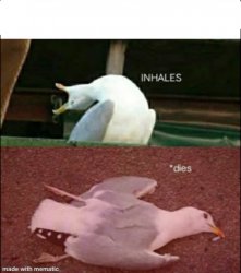 Sea gull dies Meme Template