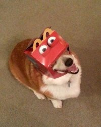 Corgi Happy meal Meme Template