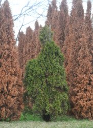 Thuja brown Meme Template