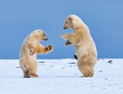 Dancing Polar Bears Meme Template