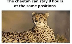 Still Cheetah Meme Template
