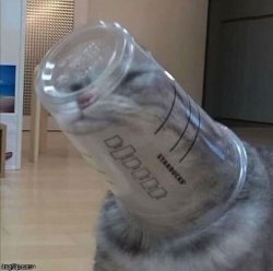 Cat dilemma Meme Template