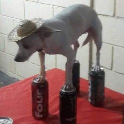 Dog Standing on Aluminum Cans Meme Template