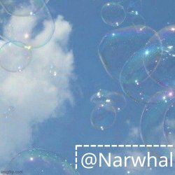 narwhal announcement temp Meme Template