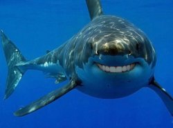human teethy shark Meme Template