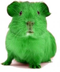 Green Guinea Pig Meme Template
