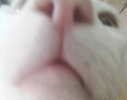 How others take pic of me Meme Template