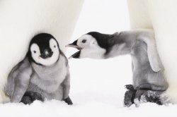 Yelling baby penguin Meme Template