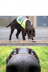 This dog is trained to sniff out X Meme Template