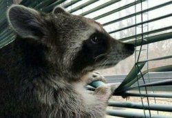 Deep thoughts raccoon Meme Template