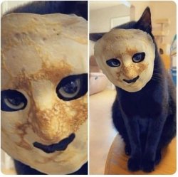 Pancake cat Meme Template