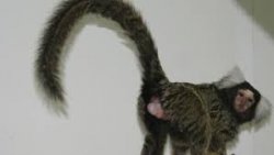 marmoset monkey Meme Template