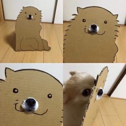 Cardboard Dog Meme Template
