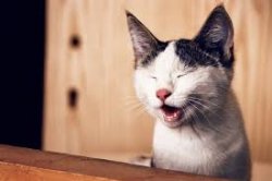a blinded cat Meme Template