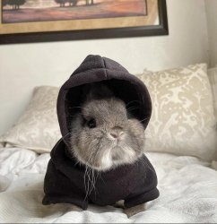 Bunny Gangster Hood Meme Template