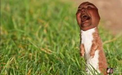 Spunk Weasel Meme Template