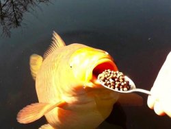 Fish with food Meme Template
