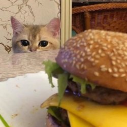 Cat burger Meme Template